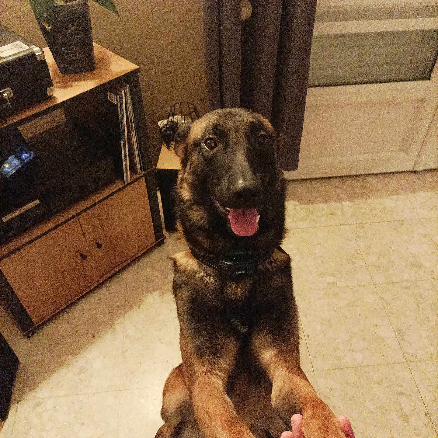 Marley a rejoint le concours — aidez-le/la à gagner de superbes lots ! animal, architecture, building, cabinet, canine, dog, door, drawer, furniture, germanshepherd, hound, indoors, interiordesign, livingroom, pet, plant, pottedplant, puppy, room, wood