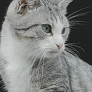 Gaby a rejoint le concours — aidez-le/la à gagner de superbes lots ! cat, animal, pet, feline, whiskers, fur, close_up, portrait, green_eyes, curious, looking_away, tabby, domestic_cat, mammal, cute, indoor, soft_fur, profile, ears, nose