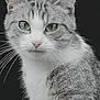 Gaby a rejoint le concours — aidez-le/la à gagner de superbes lots ! cat, tabby_cat, green_eyes, whiskers, close_up, portrait, animal, pet, feline, gray_fur, white_fur, face, ears, looking, alert, indoor, cute, soft_fur, nose, black_background