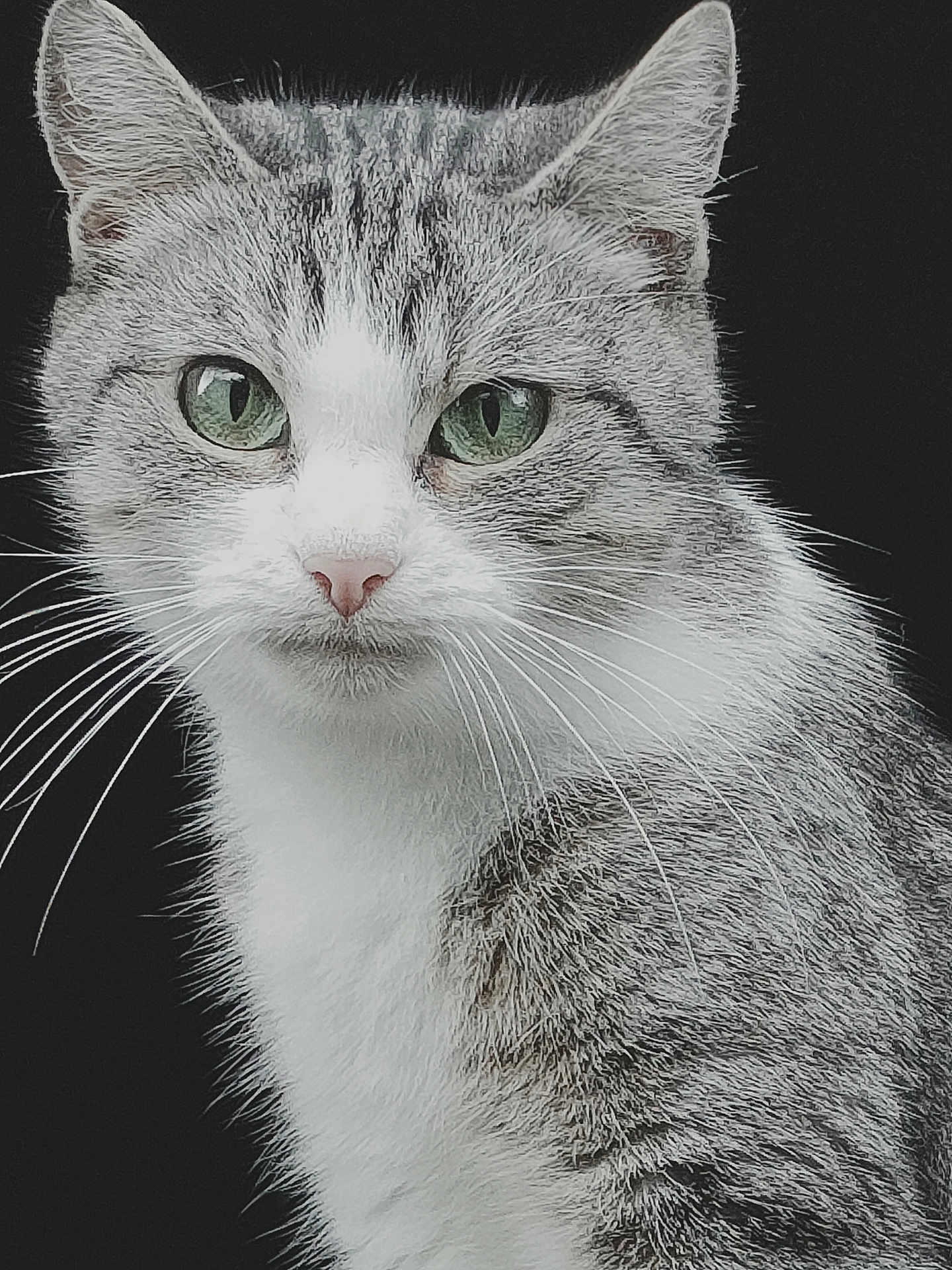 Gaby a rejoint le concours — aidez-le/la à gagner de superbes lots ! cat, tabby_cat, green_eyes, whiskers, close_up, portrait, animal, pet, feline, gray_fur, white_fur, face, ears, looking, alert, indoor, cute, soft_fur, nose, black_background