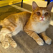Sunny is registered to the contest to win money with this photo: cat, orange_cat, white_cat, pet, animal, feline, outdoor, sunlight, shadow, concrete, relaxed, lying_down, paw, whiskers, ears, nose, tail, closeup, daytime, domestic_animal