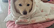 Mila joined the competition — help win amazing prizes! dog, blanket, pink_towel, toy, indoor, pet_bed, cozy, wrapped, cute, relaxed, floor, container, plush, animal, fur, ears, snout, looking, resting, home