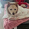 dog, blanket, pink_towel, toy, indoor, pet_bed, cozy, wrapped, cute, relaxed, floor, container, plush, animal, fur, ears, snout, looking, resting, home