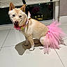 dog, pet, tutu, pink, floral_collar, indoor, tile_floor, window, blinds, cute, happy, sitting, playful, animal, canine, domestic, smiling, costume, fashion, portrait