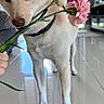 dog, flower, carnation, indoor, pet, animal, curious, floor, tile, modern, light, brown_fur, collar, plant, stem, pink_flower, white_paws, reflection, window, hand
