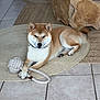 dog, shiba_inu, pet, indoor, rug, toy, rope_toy, floor, tile_floor, wooden_furniture, relaxed, animal, canine, domestic_animal, paw, collar, fur, mammal, laying_down, cute