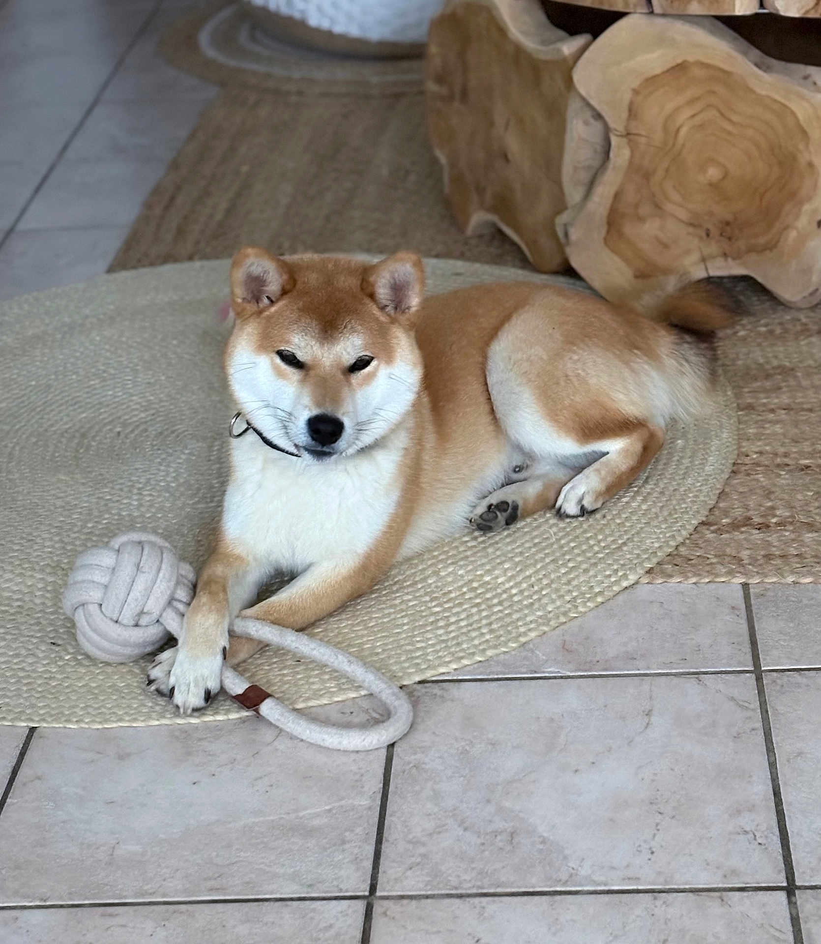 Van Dijk participe au concours pour gagner de l'argent avec cette photo : dog, shiba_inu, pet, indoor, rug, toy, rope_toy, floor, tile_floor, wooden_furniture, relaxed, animal, canine, domestic_animal, paw, collar, fur, mammal, laying_down, cute