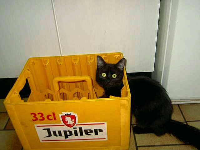 Moumou participe au concours pour gagner de l'argent avec cette photo : black_cat, bombay, box, cardboard, carnivore, carton, cat, chair, domestic_short_haired_cat, felidae, flooring, fur, packaging_and_labeling, packing_materials, paper_product, plant, shipping_box, small_to_medium_sized_cats, tail, whiskers