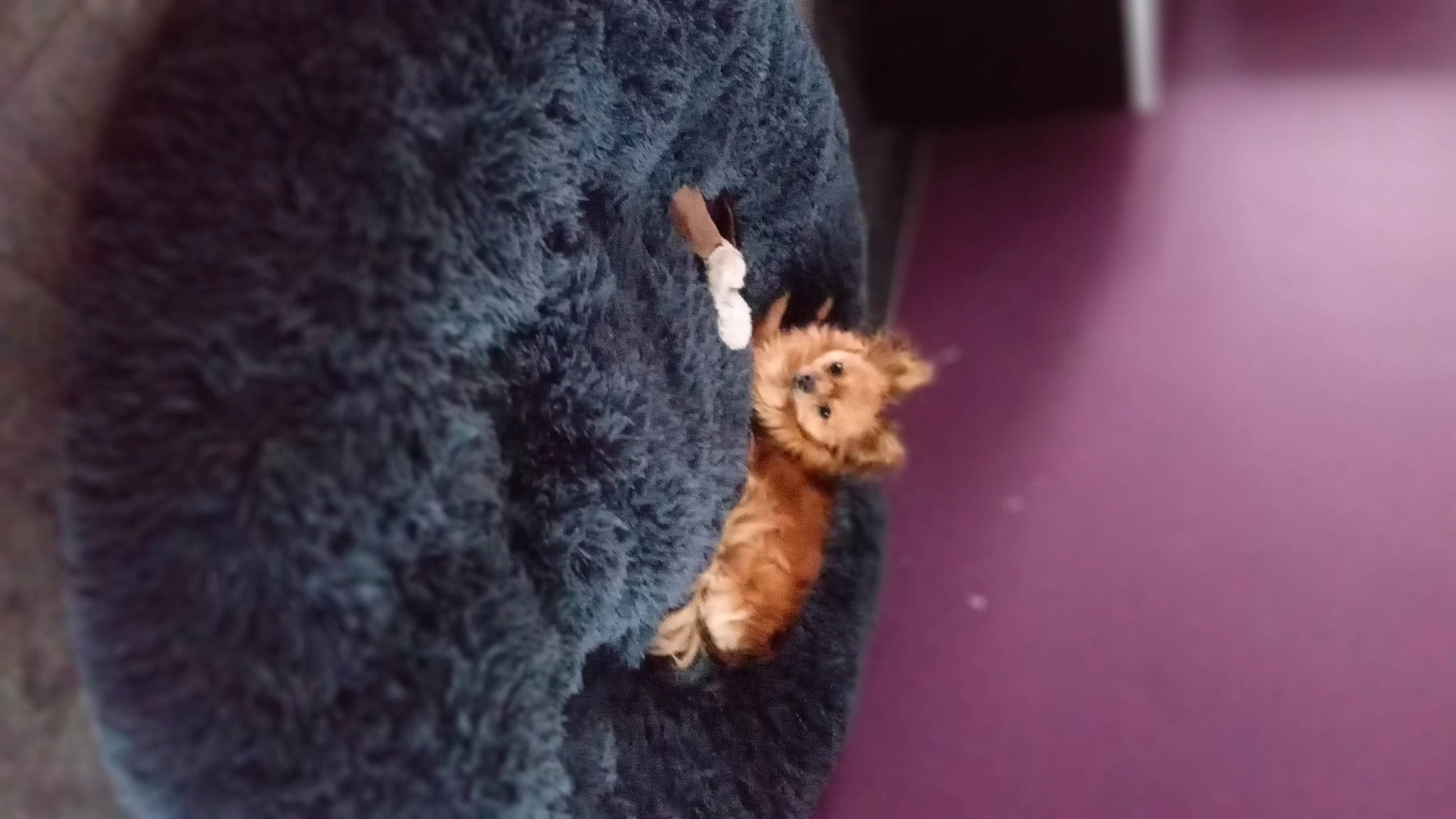 Charly participe au concours pour gagner de l'argent avec cette photo : canidae, carnivore, claw, dog_breed, domestic_short_haired_cat, felidae, fur, paw, small_to_medium_sized_cats, snout, soil, tail, terrestrial_animal, toy, whiskers, wildlife, wood