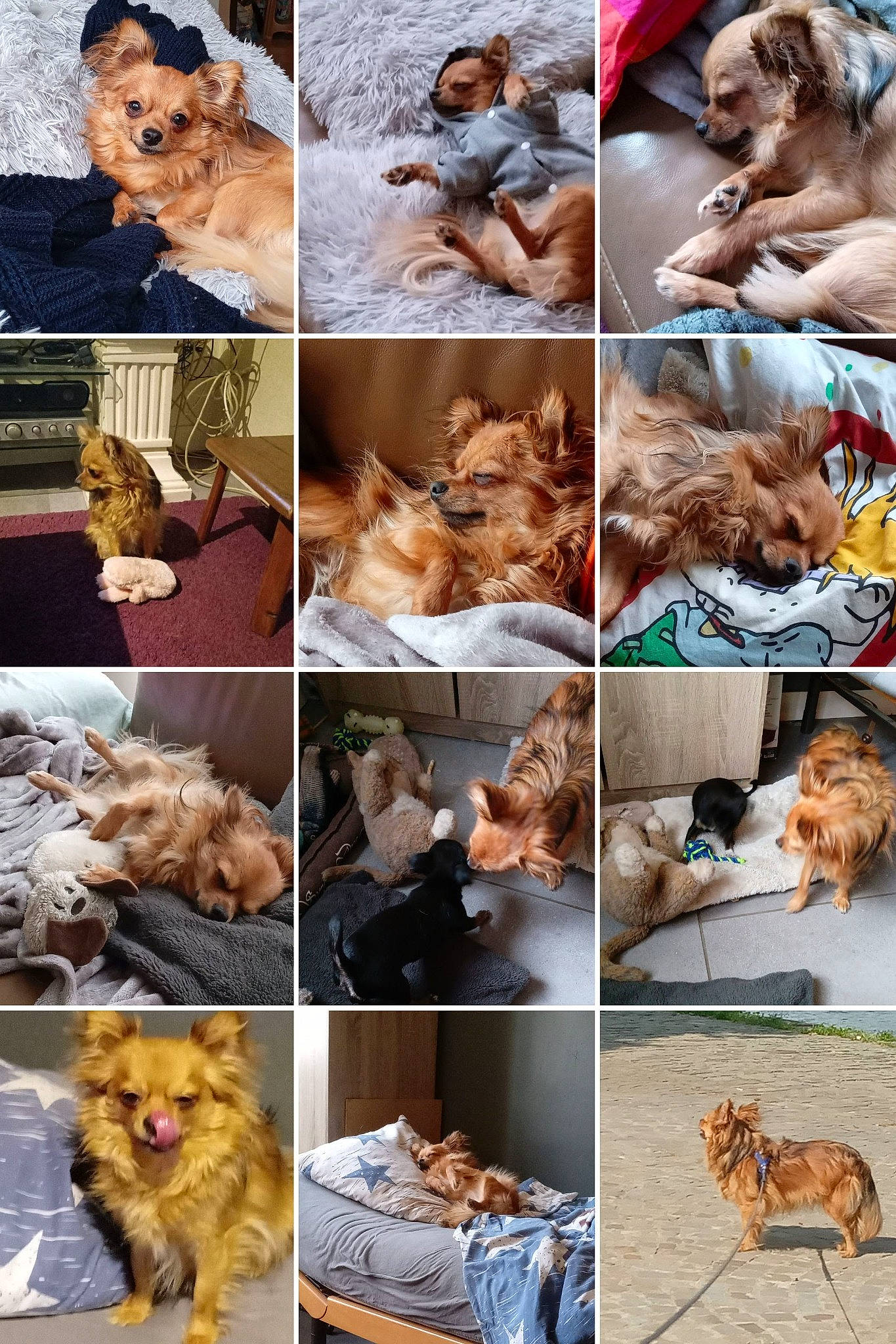 Charly a rejoint le concours — aidez-le/la à gagner de superbes lots ! ancient_dog_breeds, art, canidae, carnivore, collage, companion_dog, dog, dog_breed, dog_supply, event, fawn, fur, human, mammal, photograph, photography, sculpture, sporting_group, stock_photography, vertebrate