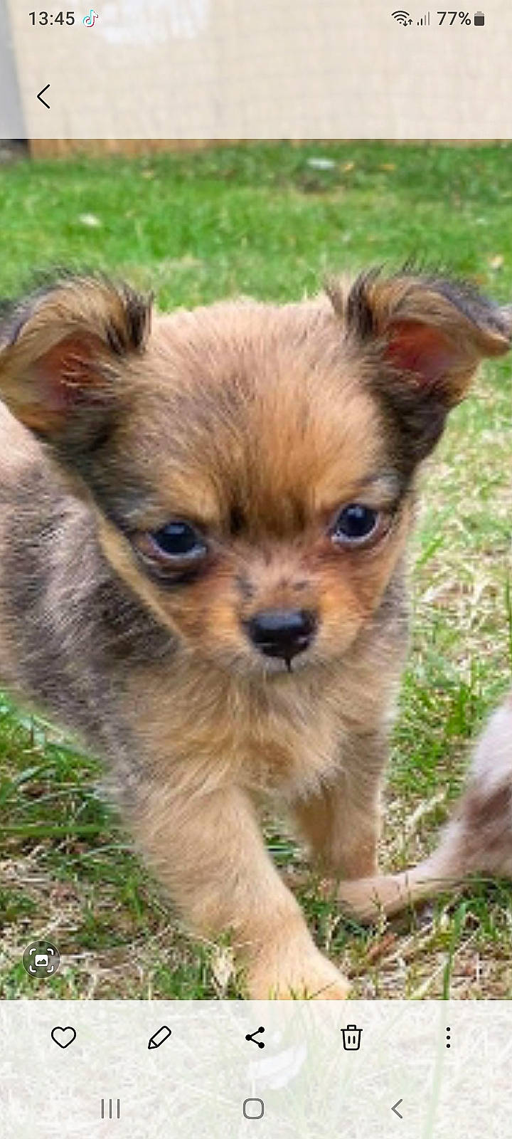 Charly participe au concours pour gagner de l'argent avec cette photo : canidae, carnivore, chihuahua, companion_dog, corgi_chihuahua, dog, dog_breed, fawn, fur, grass, liver, plant, russkiy_toy, snout, sporting_group, terrestrial_animal, toy_dog, whiskers, wildlife, working_animal