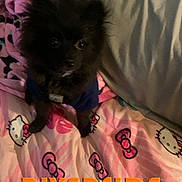 Bear joined the competition — help win amazing prizes! dog, small_dog, black_dog, fluffy, pet, blanket, hello_kitty, pink, blue_clothing, indoors, bed, towel, cute, animal, fur, sitting, toy_pattern, home, text_overlay, colorful
