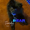 Bear joined the competition — help win amazing prizes! puppy, dog, black_fur, cute, sitting, looking_up, brown_surface, indoor, christmas_tree, holiday, gift_wrap, collar, pet, animal, furry, small_dog, domestic_animal, time_stamp, text_overlay, night