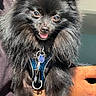 Bear is registered to the contest to win money with this photo: dog, pomeranian, black_fur, fluffy, pet, animal, harness, blue_harness, tongue_out, close_up, tattooed_hand, hand, holding, cute, portrait, outdoor, sunlight, pet_accessory, animal_portrait, friendly