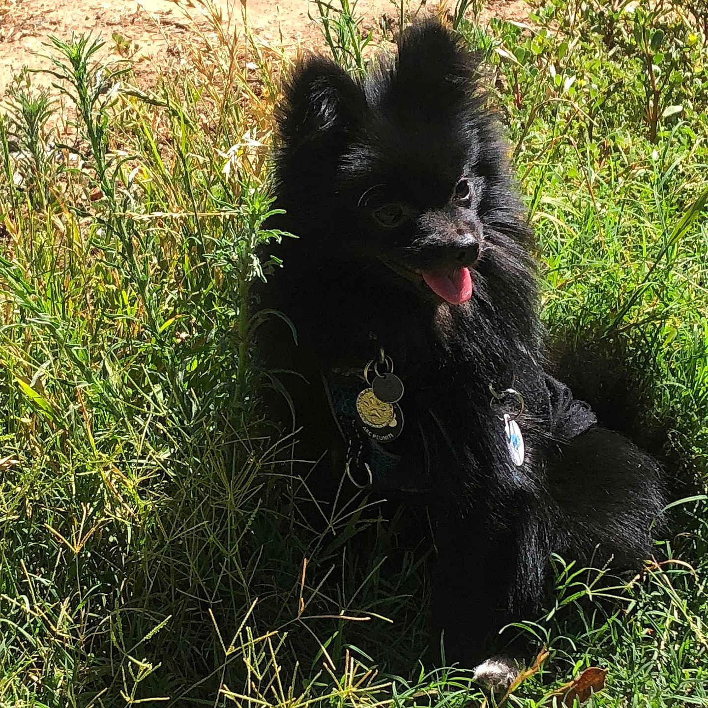 Bear
