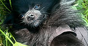 Bear joined the competition — help win amazing prizes! dog, black_dog, fluffy, pet, paw, hand, greenery, plants, nature, outdoor, relaxed, lying_down, close_up, portrait, animal, cute, fur, sunlight, phone_screenshot, gallery
