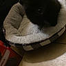animal, bed, black_fur, comfort, companion, cozy, curled_up, dark, domestic, floor, furniture, furry, household, indoor, pet_bed, quiet, resting, small_pet, soft, tile