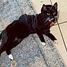 Mittens is registered to the contest to win money with this photo: cat, black_cat, white_paws, hoodie, pet_clothing, indoor, floor_tile, rug, curious, collar, red_tag, whiskers, laying_down, looking_at_camera, domestic_cat, feline, cute, pet, black_fur, white_fur