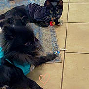 Mittens joined the competition — help win amazing prizes! dog, cat, indoor, tile_floor, rug, pet_clothing, black_dog, tuxedo_cat, plush_toy, relaxed, floor, heart_drawing, animal, pet, domestic, cozy, companion, cute, resting, blue_shirt