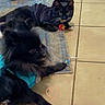 dog, cat, indoor, tile_floor, rug, pet_clothing, black_dog, tuxedo_cat, plush_toy, relaxed, floor, heart_drawing, animal, pet, domestic, cozy, companion, cute, resting, blue_shirt