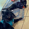 Mittens joined the competition — help win amazing prizes! dog, cat, black_dog, tuxedo_cat, blue_shirt, black_outfit, rug, tile_floor, toy_mouse, pet, indoor, floor, animal, cute, lying_down, collar, fur, playful, heart_doodle, pets_together