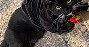 Mittens is registered to the contest to win money with this photo: cat, black_cat, white_paws, pet, animal, indoor, rug, floor, curious, wide_eyes, feline, clothing, hoodie, collar, tag, whiskers, cute, domestic_cat, resting, looking_up