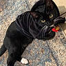 cat, black_cat, white_paws, pet, animal, indoor, rug, floor, curious, wide_eyes, feline, clothing, hoodie, collar, tag, whiskers, cute, domestic_cat, resting, looking_up