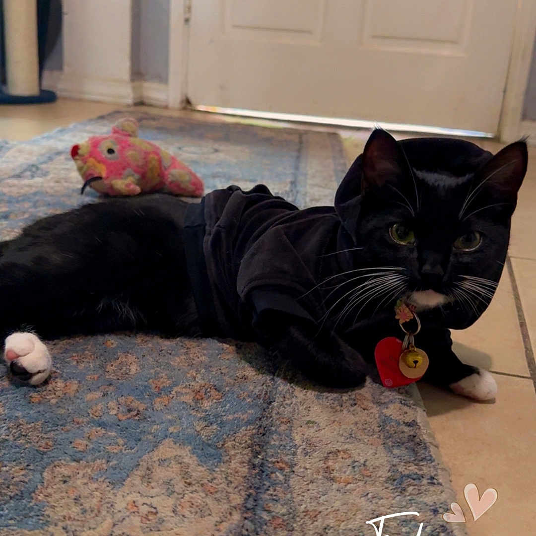 Mittens joined the competition — help win amazing prizes! cat, black_cat, hoodie, toy, fish_toy, rug, door, indoor, pet, animal, floor, whiskers, collar, tag, curious, lying_down, home, cozy, timestamp, text_overlay