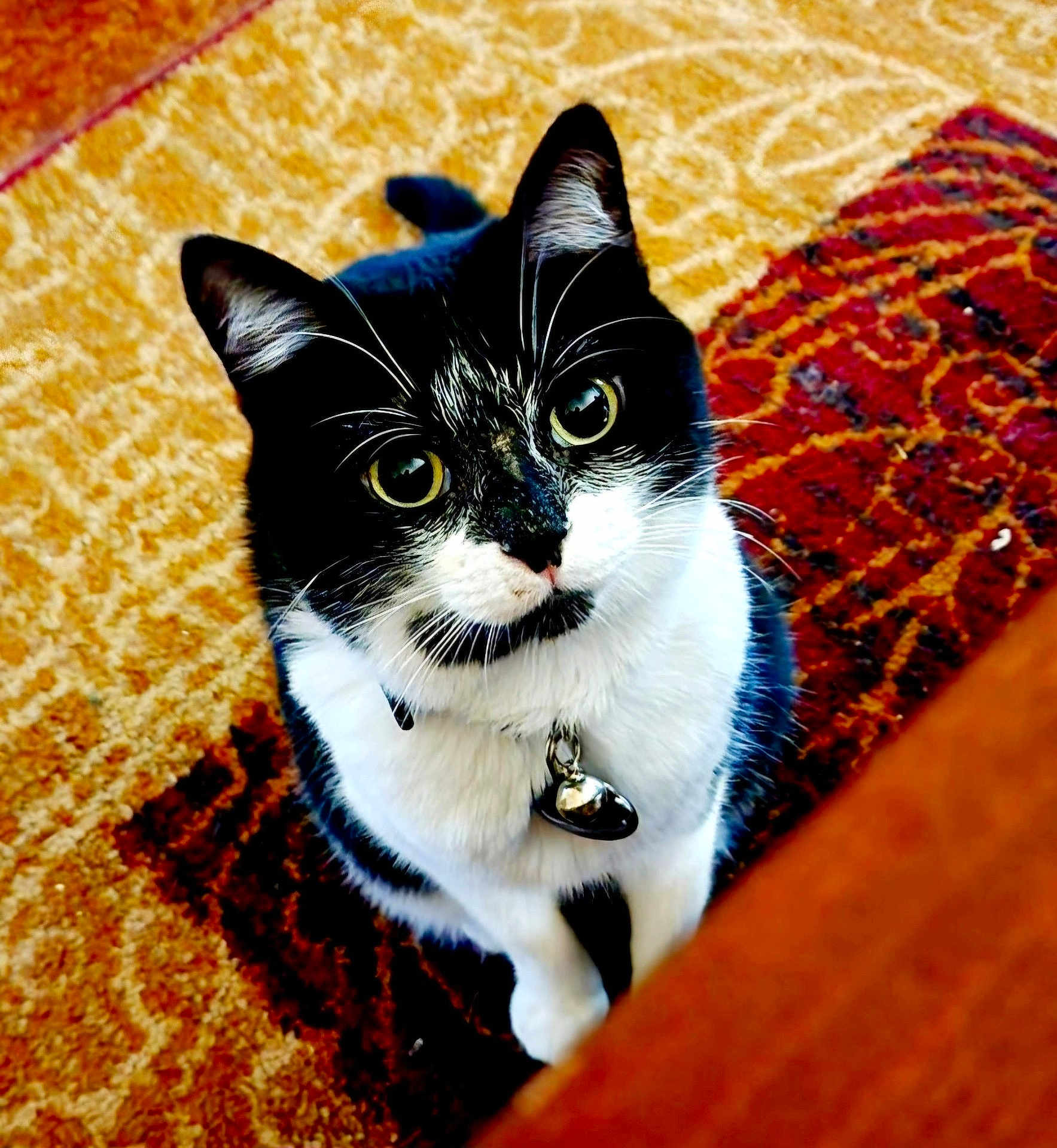 Mya is registered to the contest to win money with this photo: cat, black_and_white, pet, indoor, curious, collar, bell, sitting, carpet, patterned_rug, close_up, whiskers, fur, animal, domestic_cat, looking_up, cute, eyes, floor, feline