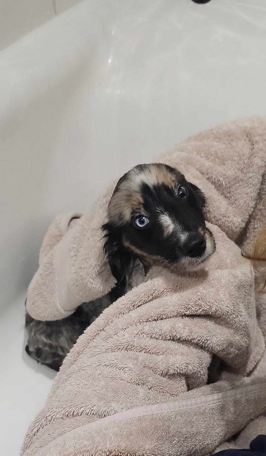 Mako joined the competition — help win amazing prizes! dog, puppy, towel, bathtub, wet, blue_eyes, looking_up, towel_wrap, bath_time, pet, indoor, close_up, portrait, grooming, cute, wet_fur, bathroom, cuddled, small_dog, adorable_expression