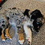dog, puppy, merle, blue_eyes, paw, fur, carpet, lying_down, indoor, pet, young_dog, tricolor, sleepy, adorable, close_up, paw_pads, toy, kennel, soft_texture, home