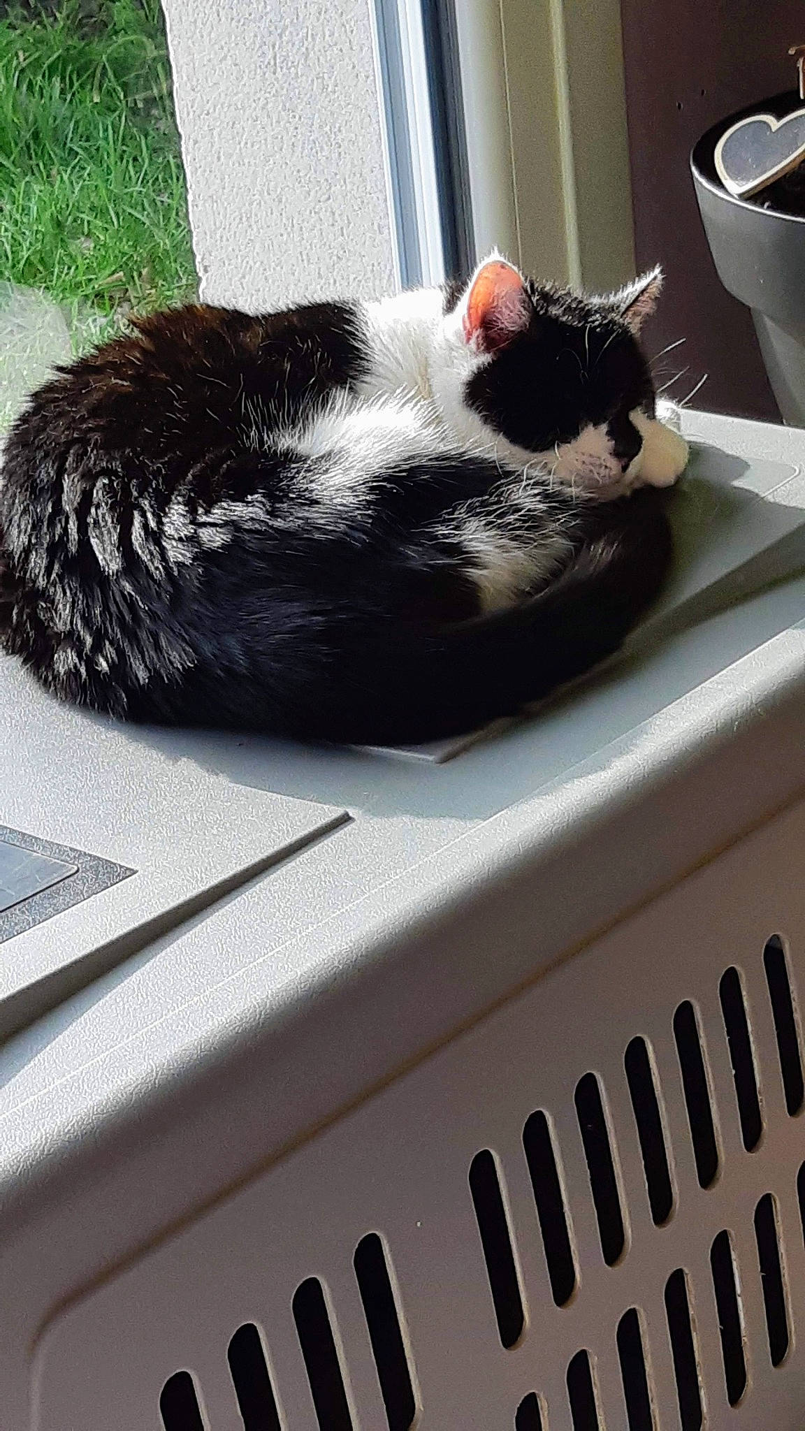 Nala a rejoint le concours — aidez-le/la à gagner de superbes lots ! automotive_exterior, bumper, carnivore, cat, comfort, cup, domestic_short_haired_cat, drinkware, felidae, fur, gas, grass, mammal, serveware, small_to_medium_sized_cats, tableware, tail, whiskers, white, window