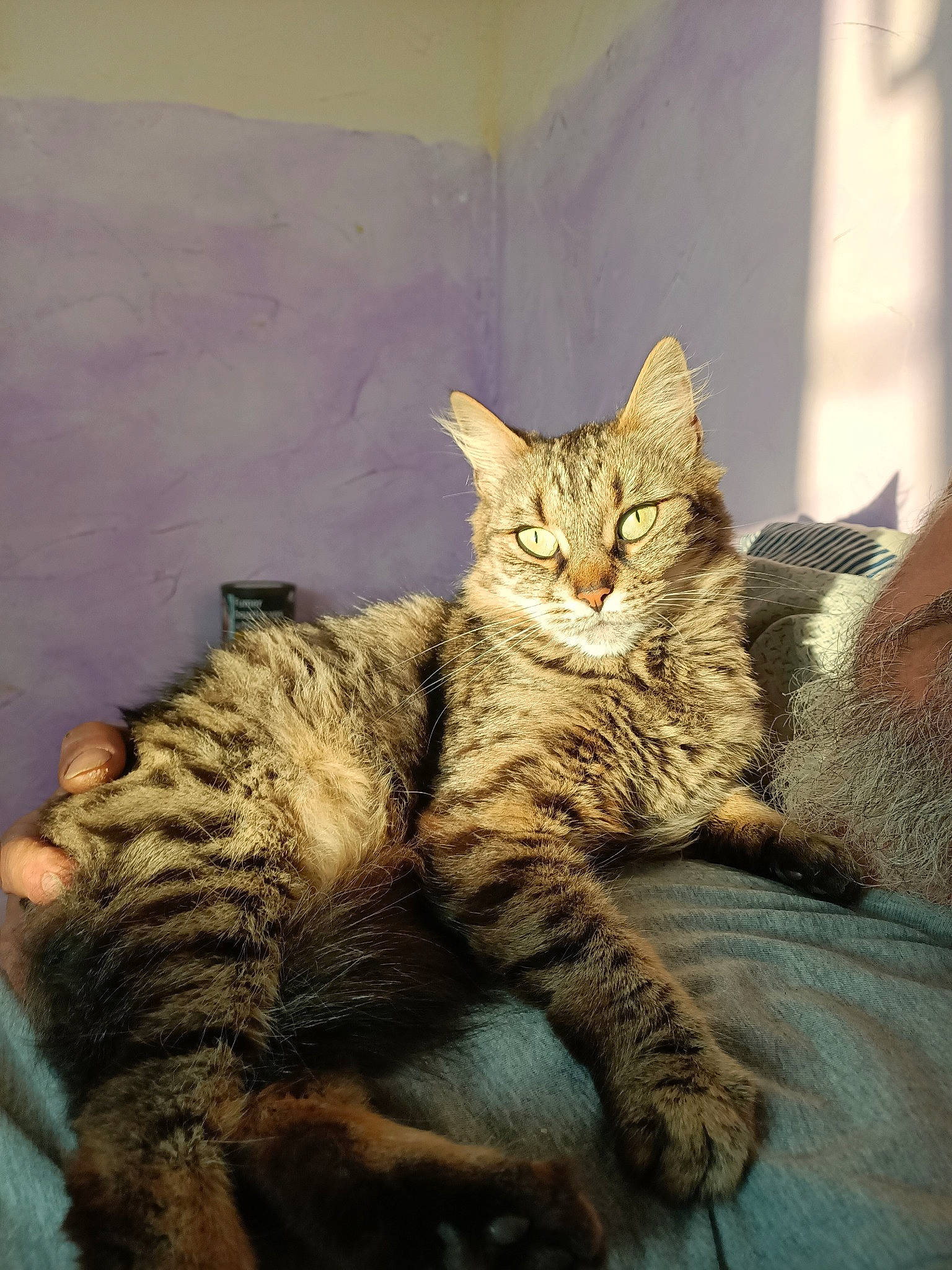 Pearl participe au concours pour gagner de l'argent avec cette photo : carnivore, cat, claw, fawn, felidae, fur, paw, skin, small_to_medium_sized_cats, snout, tail, terrestrial_animal, toe, vertebrate, whiskers