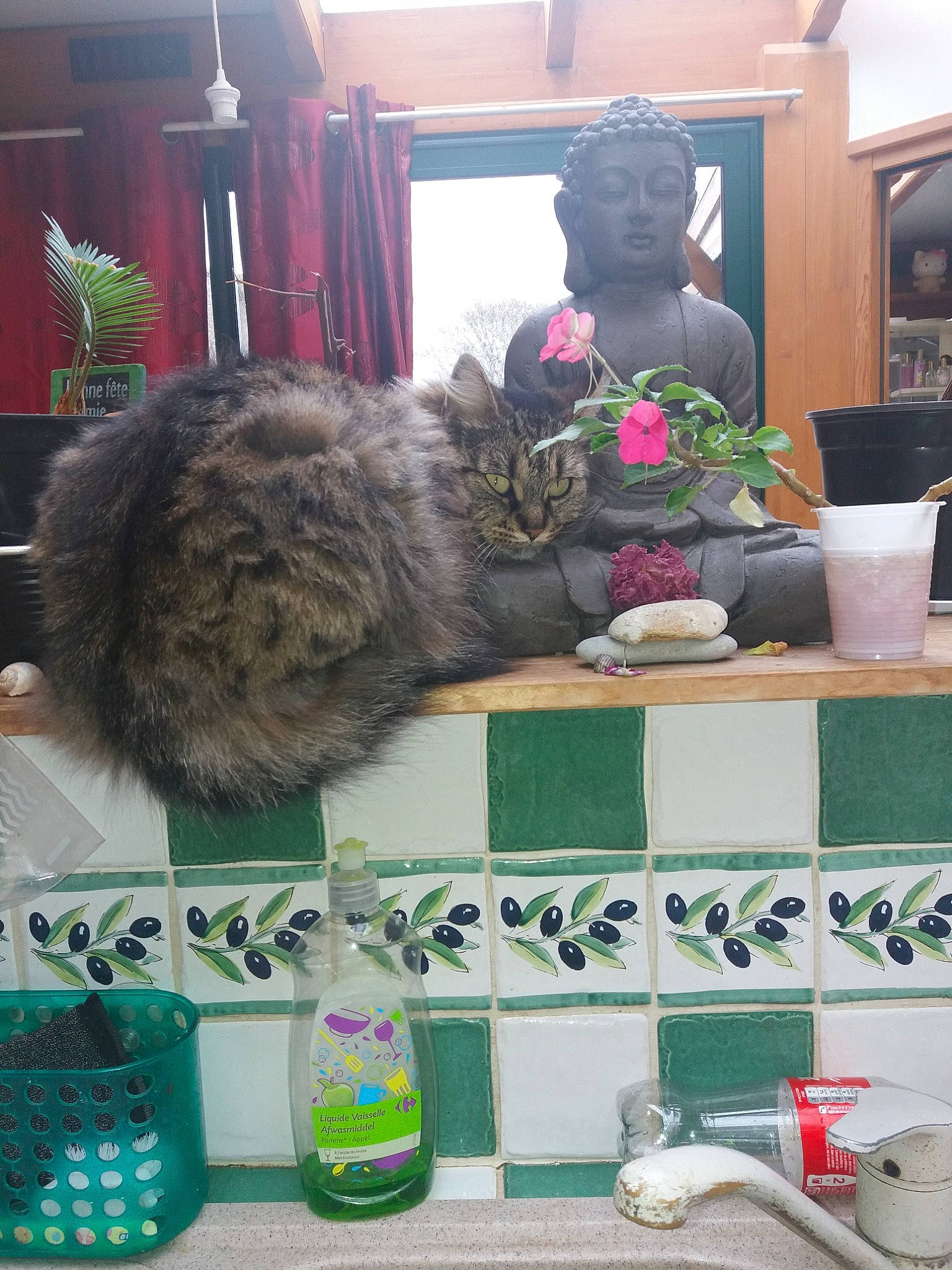 Pearl a rejoint le concours — aidez-le/la à gagner de superbes lots ! cat, cat_like_mammal, fur, green, mammal, person, small_to_medium_sized_cats, tree, vertebrate, whiskers