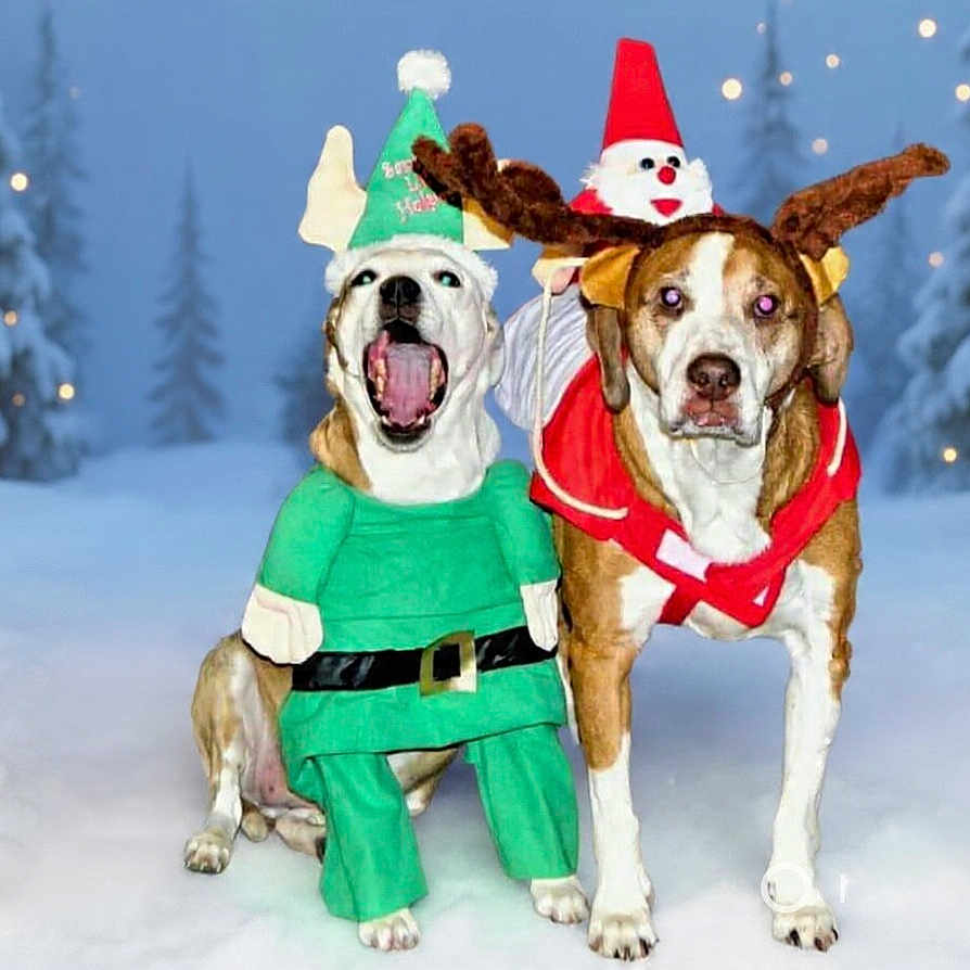 Tanknviolet Twins is registered to the contest to win money with this photo: animal, canine, celebration, christmas, costume, cute, decoration, dog, dogs, elf, festive, funny, holiday, nature, outdoor, pet, reindeer, seasonal, snow, winter