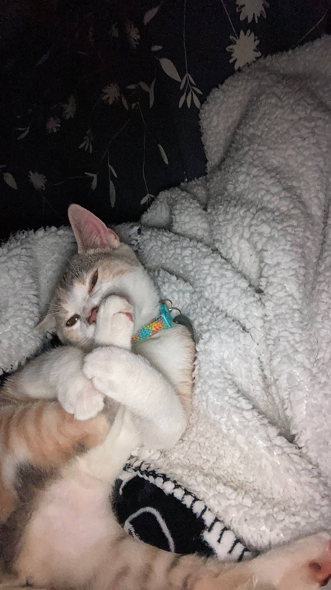 Spaghetti is registered to the contest to win money with this photo: carnivore, cat, claw, comfort, domestic_short_haired_cat, fang, fawn, felidae, fur, fur_clothing, gesture, jaw, nap, paw, photo_caption, small_to_medium_sized_cats, snout, tail, whiskers, winter