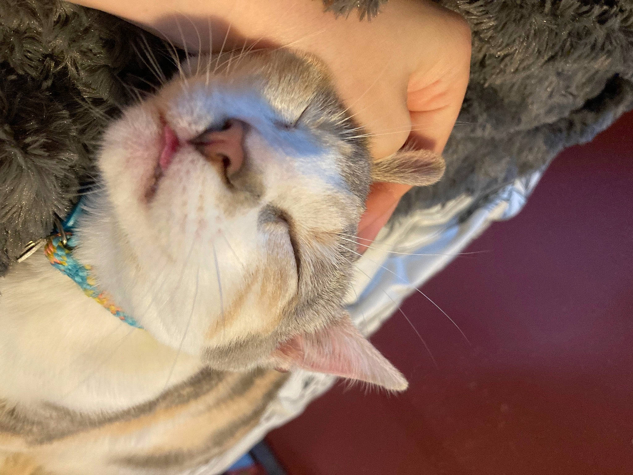 Spaghetti is registered to the contest to win money with this photo: carnivore, cat, claw, collar, comfort, dog_breed, domestic_short_haired_cat, ear, eyelash, fawn, felidae, fur, nap, nose, paw, small_to_medium_sized_cats, snout, tail, whiskers, wrinkle