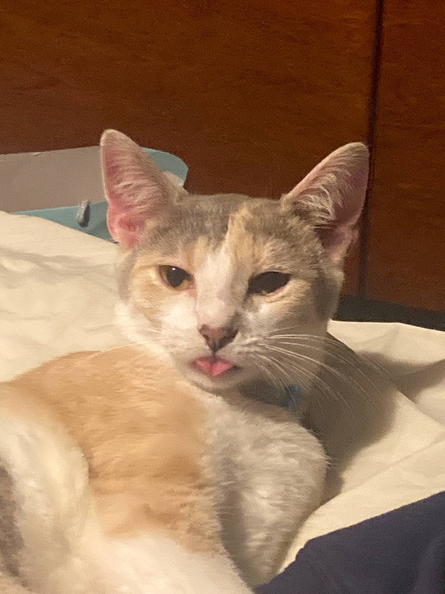 Spaghetti joined the competition — help win amazing prizes! carnivore, cat, cat_supply, claw, comfort, domestic_short_haired_cat, fawn, felidae, fur, paw, pet_supply, small_to_medium_sized_cats, snout, tail, terrestrial_animal, whiskers, window