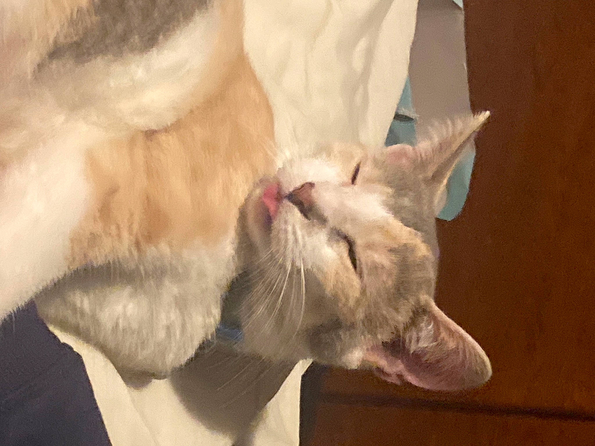 Spaghetti is registered to the contest to win money with this photo: carnivore, cat, claw, comfort, domestic_short_haired_cat, ear, fang, fawn, felidae, foot, fur, gesture, jaw, paw, small_to_medium_sized_cats, snout, tail, whiskers, window, yawn