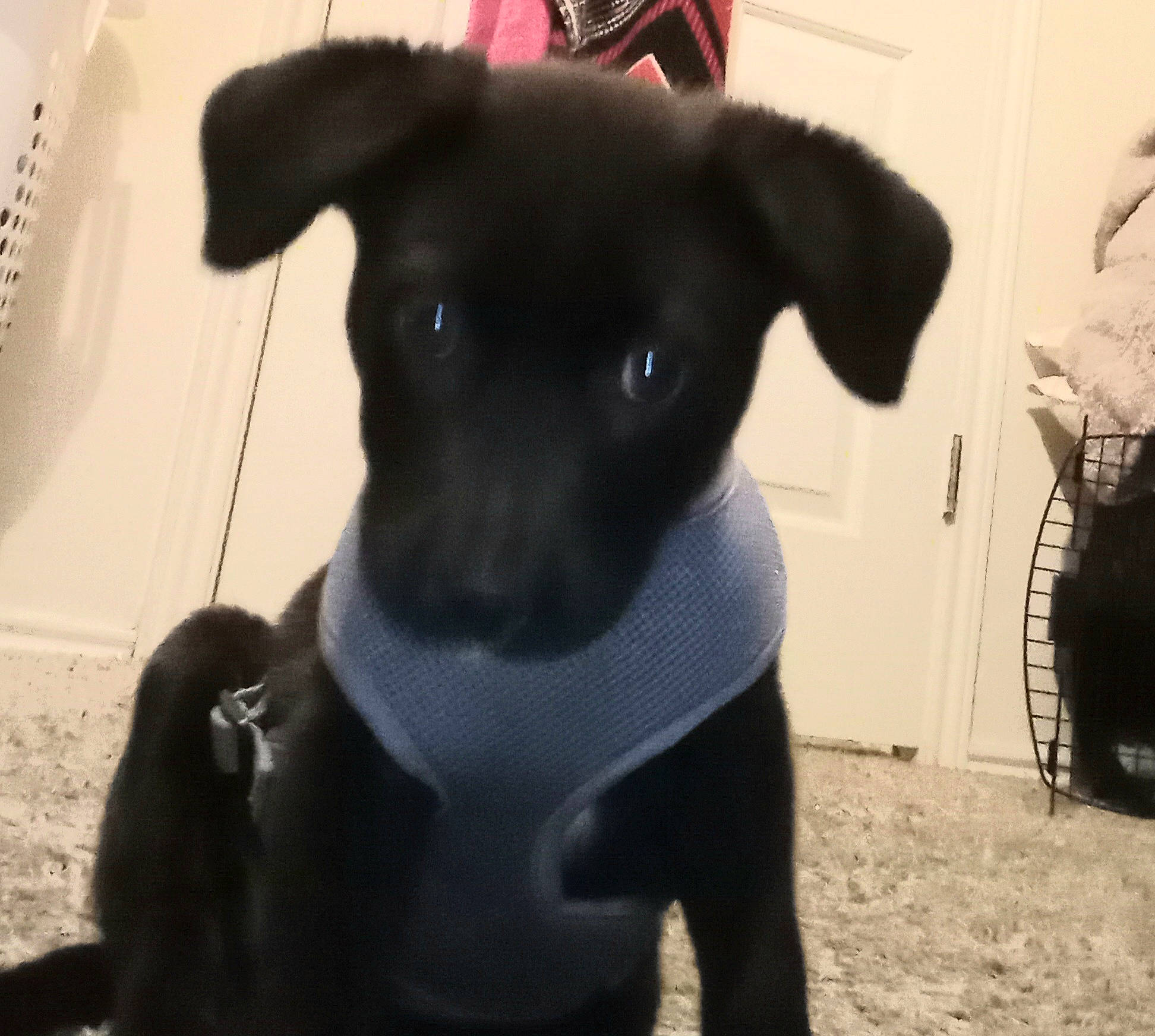 Goku joined the competition — help win amazing prizes! canidae, carnivore, collar, companion_dog, dog, dog_breed, dog_collar, dog_supply, fawn, fur, non_sporting_group, pet_supply, snout, sporting_group, toy_dog, whiskers, working_animal, working_dog