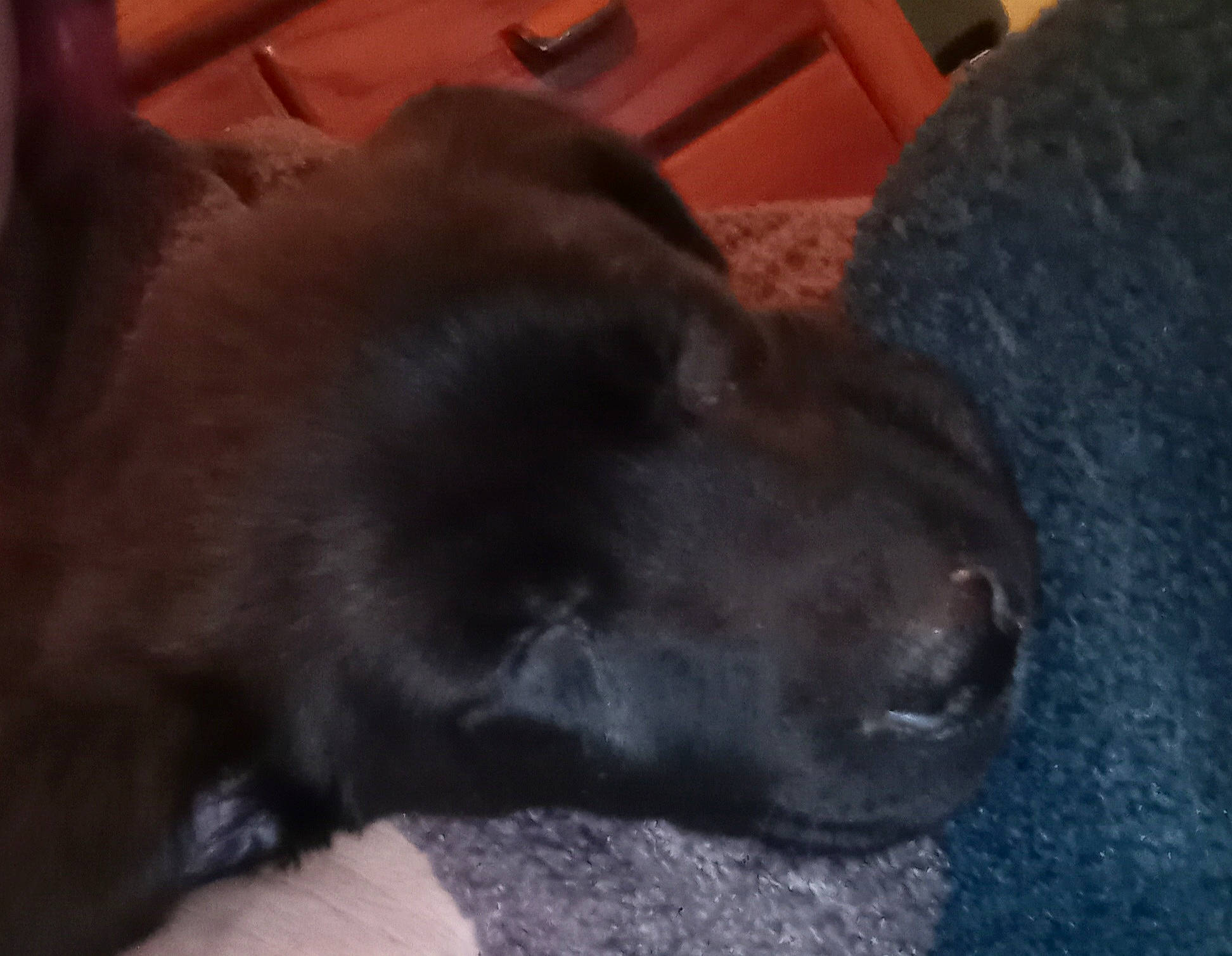 Goku is registered to the contest to win money with this photo: borador, carnivore, comfort, companion_dog, dog, dog_breed, fur, gun_dog, liver, retriever, terrestrial_animal, whiskers, working_animal