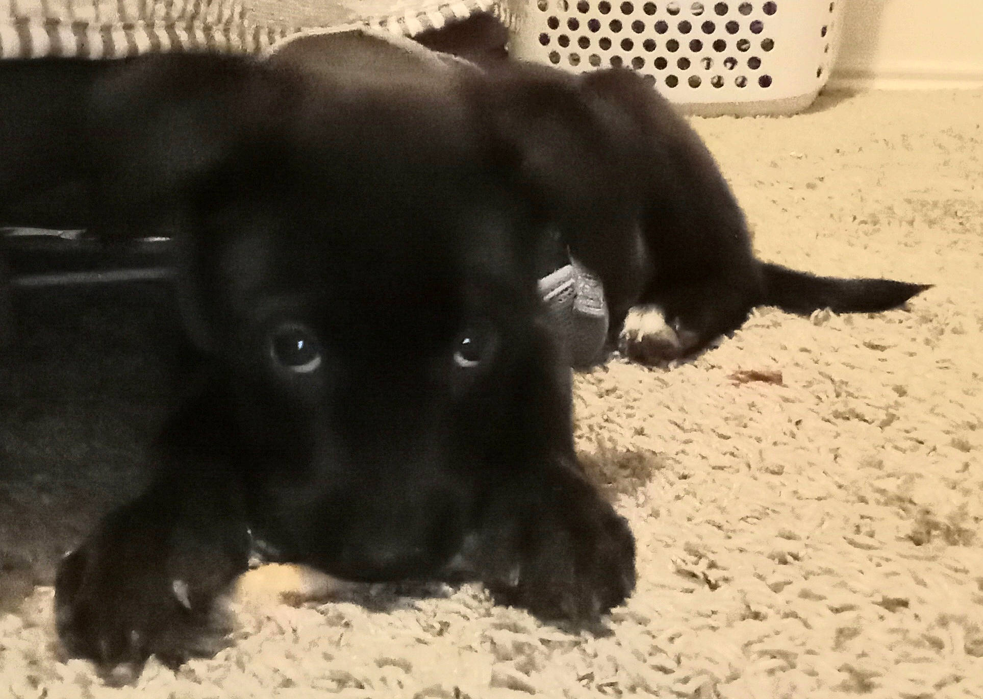 Goku is registered to the contest to win money with this photo: borador, canidae, carnivore, companion_dog, dog, dog_breed, fur, liver, non_sporting_group, shadow, sporting_group, tail, terrestrial_animal, working_animal