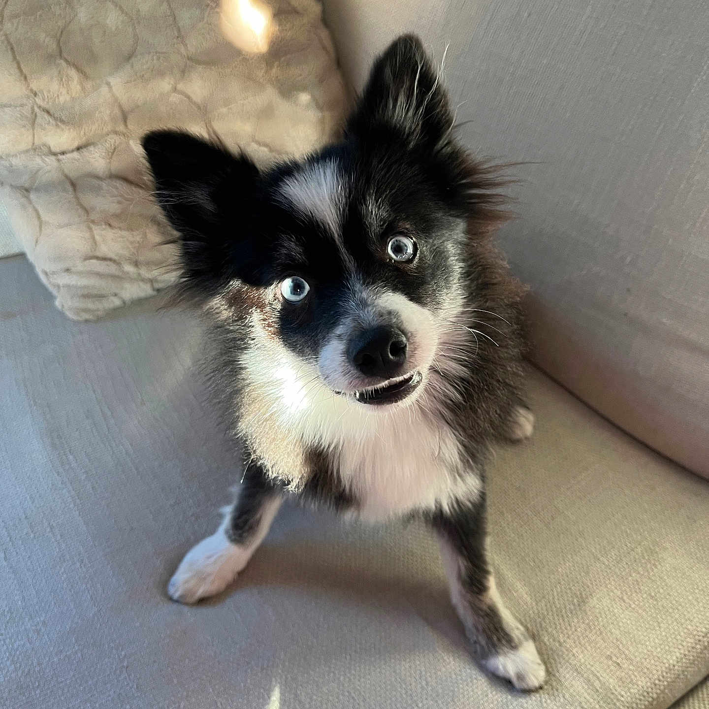 Rio participe au concours pour gagner de l'argent avec cette photo : animal, black_and_white, blue_eyes, companion, couch, cozy, cute, dog, domestic, fluffy, fur, indoor, looking_up, pet, pillow, playful, puppy, small_dog, sunlight, toy