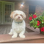 Bo is registered to the contest to win money with this photo: puppy, dog, cute, fluffy, porch, wooden_deck, flower_pot, red_flowers, brick_wall, outdoor_light, pet, collar, small_dog, curious, sitting, window, door, green_leaves, nature, daylight