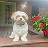 puppy, dog, cute, fluffy, porch, wooden_deck, flower_pot, red_flowers, brick_wall, outdoor_light, pet, collar, small_dog, curious, sitting, window, door, green_leaves, nature, daylight
