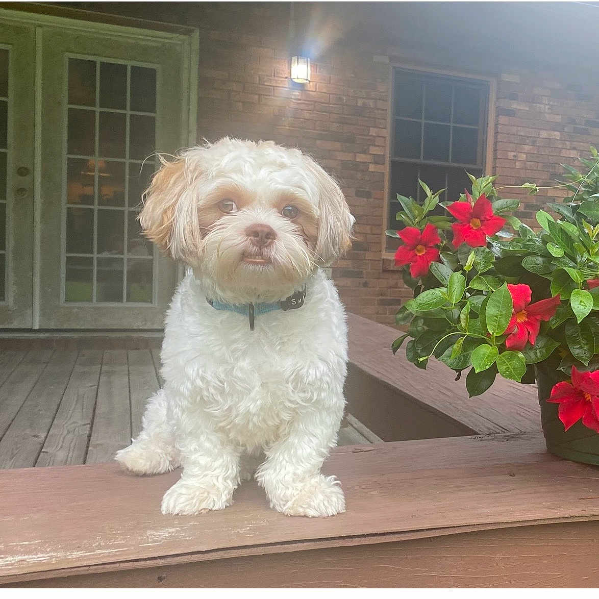 Bo is registered to the contest to win money with this photo: puppy, dog, cute, fluffy, porch, wooden_deck, flower_pot, red_flowers, brick_wall, outdoor_light, pet, collar, small_dog, curious, sitting, window, door, green_leaves, nature, daylight