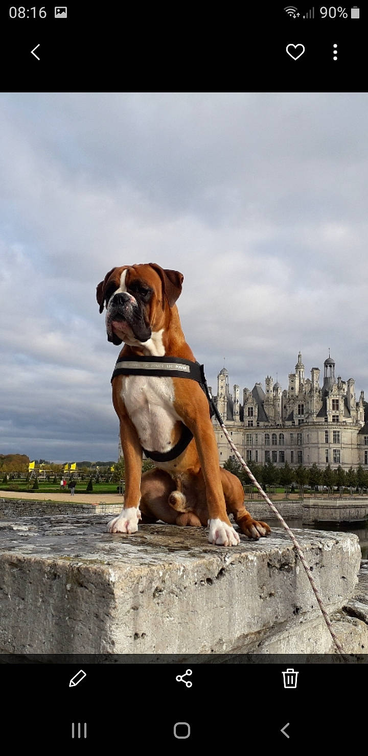 Oxy a rejoint le concours — aidez-le/la à gagner de superbes lots ! ancient_dog_breeds, art, boxer, building, bulldog, canidae, carnivore, cloud, companion_dog, dog, dog_breed, dog_collar, fawn, molosser, sky, snout, sporting_group, working_animal, working_dog, wrinkle