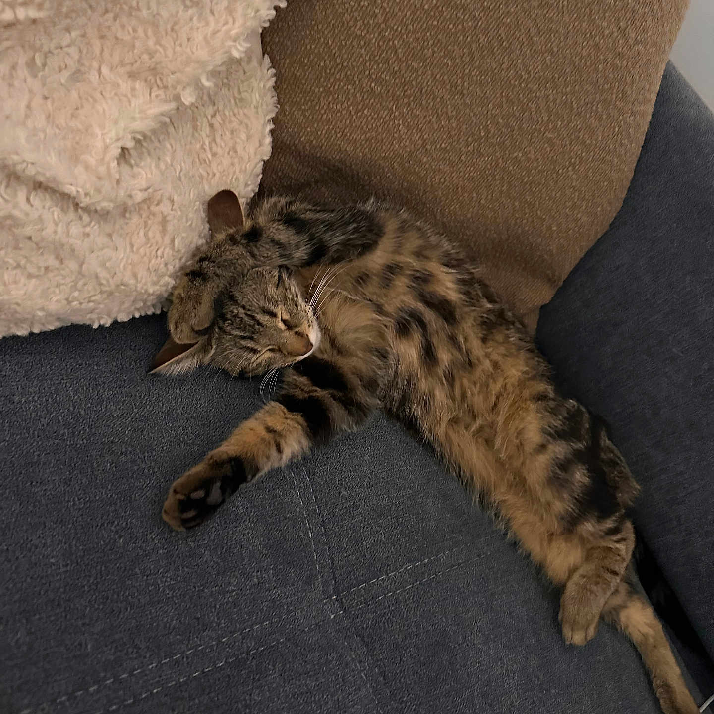 Vaïana a rejoint le concours — aidez-le/la à gagner de superbes lots ! animal, armchair, blanket, cat, chair, couch, cushion, egyptiancat, furniture, homedecor, kitten, manx, ocelot, person, pet, pillow, sleeping