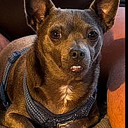 Scooter joined the competition — help win amazing prizes! animal, brown_dog, canine, closeup, companion, couch, cute, dog, domestic_animal, ears, expression, fur, harness, indoor, looking, paw, pet, resting, small_dog, teeth