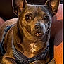 animal, brown_dog, canine, closeup, companion, couch, cute, dog, domestic_animal, ears, expression, fur, harness, indoor, looking, paw, pet, resting, small_dog, teeth